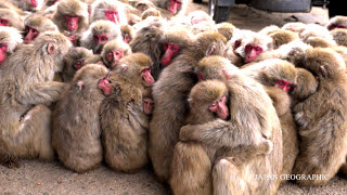 4K 香川 小豆島のサル団子県天然記念物 Snow Monkey Huddle on a cold day ShodoshimaKagawa [upl. by Acinnad]