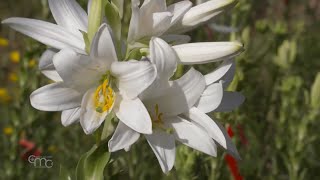 Madonna Lily  a rare species [upl. by Aicxela178]