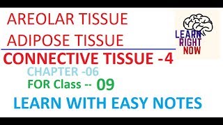 Connective Tissue PART04 AREOLAR and ADIPOSE TISSUE Class 09 Chapter06 [upl. by Nemrac]