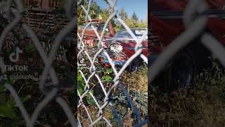 Found 1957 Plymouth Belvedere in storage yard Buying a dream car christine Plymouth plymouthfury [upl. by Ijuy]