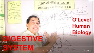 what is the digestive system  olevel humanbiology [upl. by Schoenfelder]