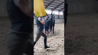 Desensibilisierung Pferde tiktoktrend pferdeausbildung horsemanship [upl. by Danby125]