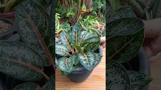 Update Aglaonema Indiana Queen stem cuttings propagationafter 1 month 5weeks plantpropagation [upl. by Other]