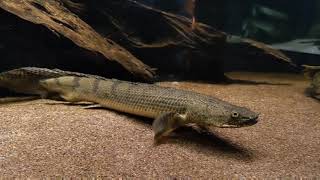 Curious lower jaw bichirs P lapradei congicus endlicheri and friends temporary tank [upl. by Stewardson]