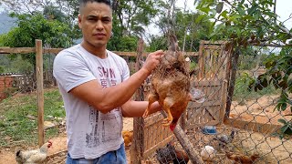 Galinha com bicheira😳 como isso aconteceu e qual remédio usei [upl. by Lacy]