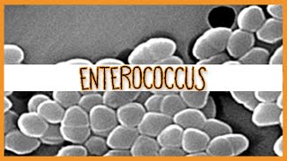 Enterococcus E Faecalis amp E Faecium [upl. by Berty307]