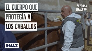 Fin al negocio ilegal equino  Seprona en acción [upl. by Voorhis]