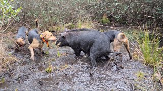 Hunting FERAL HOGS with Dogs  Wild Boar Drives [upl. by Inattirb]