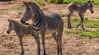 Two Grevy’s Zebra Births Add to Endangered Population [upl. by Farwell]