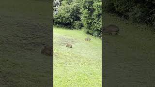 Eastern Cottontail Sylvilagus floridanus  Fort Macon 06 Jul 23 [upl. by Almeeta2]