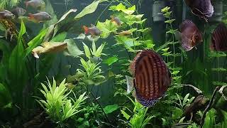 Akwarium 09012023 125 Symphysodon discus Brown [upl. by Esiuolyram202]