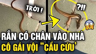 Thấy RẮN CÓ CHÂN bò vào nhà cô gái vội ĐĂNG CLIP hỏi cộng đồng mạng  Tin 3 Phút [upl. by Eudoca]