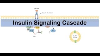 Insulin Signaling Cascade and Downstream Effects  Biochemistry Lesson [upl. by Anuahsed]