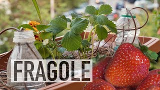 FRAGOLE IN BALCONE COME COLTIVARLE [upl. by Anuait]