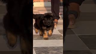 garman sefad dog  palanpur [upl. by Severen]