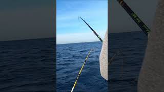 Salmon Fishing Lake Michigan fishing fish shorts [upl. by Aiam]