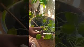 repotting Peppa back togetha fyptiktok fypyoutube plantcare houseplants [upl. by Jeth30]