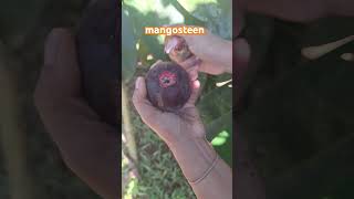 mangosteen fruit backyardgarden gardening taylanfamilylife asmrvideo [upl. by Atinehc]