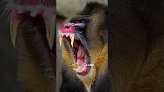 ⚠️ Most Dangerous Monkeys in the World 🙈🙉🙊 Gelada Monkey  Mandrills  Baboons shorts [upl. by Acirret]