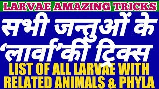 AMAZING TRICKS To MEMORIZE All LARVA Related ANIMALS And Their PHYLA  LIST OF LARVAE OF ANIMALS [upl. by Yl]