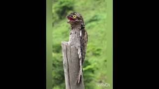 🇧🇷 Urutau  📖 Nyctibius griseus  🇬🇧 Common Potoo [upl. by Gnilrits]