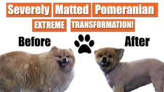 Matted Pomeranian Gets Shaved  Pet Grooming Transformation [upl. by Darren]