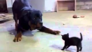 Un chaton très courageux VS un rottweiler [upl. by Ariait]