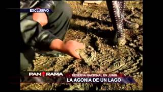 La agonía de un lago Reserva Nacional de Junín al borde de la extinción [upl. by Ahsoyem236]