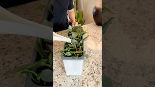 Philodendron Silver Sword Propagation Short leca indoorplants semihydroponics roomwithry [upl. by Solitta]