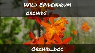 Epidendrum Orchids growing in the Wild [upl. by Sabu]