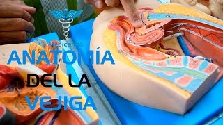 ANATOMÍA COMPLETA DE LA VEJIGA 🡆 PARA ESTUDIANTE RÁPIDO DE APRENDER👨🏻‍⚕️👨🏾‍⚕️ [upl. by Sholes]