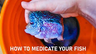 How To Medicate Your Sick Fish Using Methylene Blue [upl. by Paton]