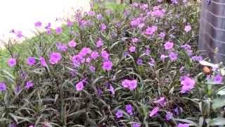 Ruellia simplex  brittoniana  tweediana  Mexican Petunia [upl. by Ardua776]