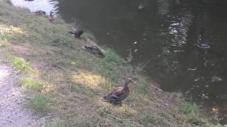 Anatidae  Ducks Invasion 3 [upl. by Anigal166]