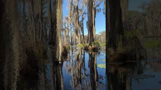 Magical Cypress Swamp in Georgia shorts shortsvideo serene [upl. by Stavro18]