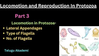 Locomotion and Reproduction Part 3 flagella lateral appendages telangana neet zoology [upl. by Gary506]