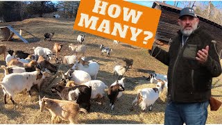 How many goats or sheep can I run per acre A commonly ask question with new livestock producers [upl. by Adnilreb]