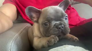 French bulldog puppy growing at self [upl. by Zakaria519]