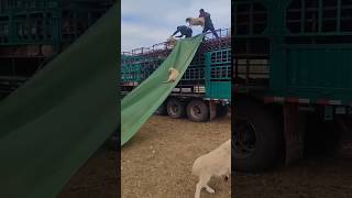 Sheep off loading technology 😱😄😱youtubeshorts shortsviral loading truck [upl. by Eiramnwad]