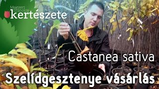 Castanea sativa  Szelídgesztenyefa csemete vásárlás  Szelídgesztenyefa rendelés [upl. by Inna]