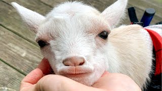 BABY GOATS  Funny and Cute Baby Goat Videos 🐐 [upl. by Thierry496]