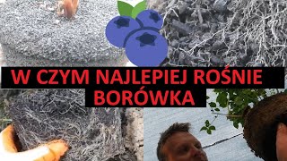 W Czym Najlepiej Rośnie Borówka Amerykańska NAJNWAŻNIEJSZY ODCINEK [upl. by Aelahs]