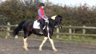 Polly 152hh skewbald mare 6 years old [upl. by Bennink656]