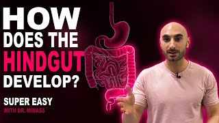 Embryology of the GIT III  Hindgut Easy to Understand [upl. by Asilad]