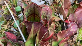 Pitcher Plants [upl. by Asiil]