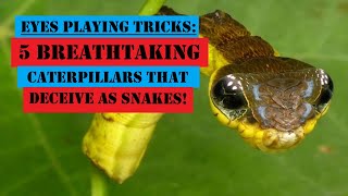 5 Spectacular Caterpillars That Look Like Snake 🐍 [upl. by Slade]