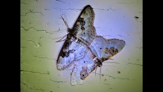 Idaea rusticata the least carpet on mating Greece by Theo [upl. by Philender]