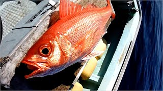 Traditional offshore boat fishing in Japan [upl. by Suiramaj]