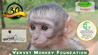 Orphan Baby Monkey Nugget arrives Foster mom program back on schedule [upl. by Kcirret627]