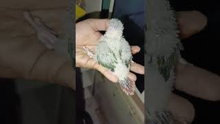 Baby yellow side conure tersedia [upl. by Airret]